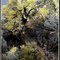 Making my gift to the earth... Mimbres Valley Tree, NM