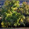 The Cottonwood in Mimbres Valley, NM