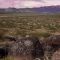 Petroglyphs- Three Rivers