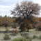 Near Silver City, NM