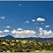 High Desert after the NM Monsoon