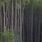 Aspens