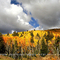 Santa Fe Fall Aspens