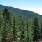 Evergreens and Aspens in the Sangre de Cristo Mountains