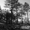 Big Pines at Bear Creek