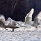 Trumpeter Swan Takeoff