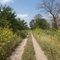 Sunflower Road