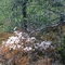 Rancho Canada Del Oro