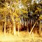 Thicket of Trees
