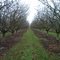 Pistachio Trees