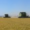 Rice harvest Northeast of Arbuckle, CA