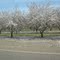 Almond Snow