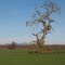Oaktree with Almond Orchard and Sutter Buttes
