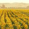 Sunflower Field