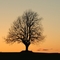 Ash near Heer