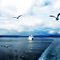 船与海鸥 Ship and Seagull (Oslo)