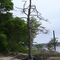 Trees on the shoreline