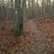 Uwharrie Trail cell phone panorama