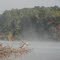 Grey Heron on Lake Tillery