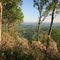 Mountain laurels bloom in May