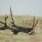 Dead Tree Creature