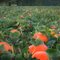 Pumpkin Patch Just Before Harvest