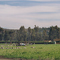 Oxnard / Farmland with Mexican workers