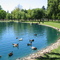 Elk Grove Park Pond