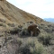 Lassen-Clapper Murder Site 2