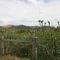 Owyhee Desert