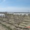 Caged almond bloom