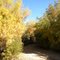 Fall Colors