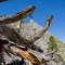 Fallen Tree along Hunter Creek Trail
