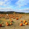 Pumpkins!