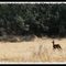 Deer in Penasquitos Canyon