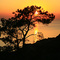 Glowing Tree at Torrey Pines ...10.28.06