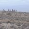 Wild Horses in Nevada