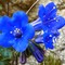 Wildflowers along pacific crest trail near deep creek.