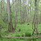 Bookman Island. Riparian Forest