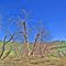Frazzle-topped Trees