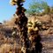 Teddy Bear Cholla Off Laughlin Hwy