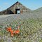 Barn & Spring Flowers