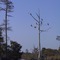 Bird Tree