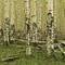 Aspens along Colorado Trail