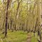 Glowing Aspen grove along Colorado Trail