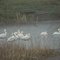 Heron and pelicans at Poudre River Ranch lake