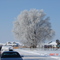 frigid