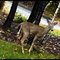 Deer in backyard