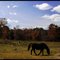 Horses New Hampshire