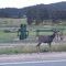 Deer on the road